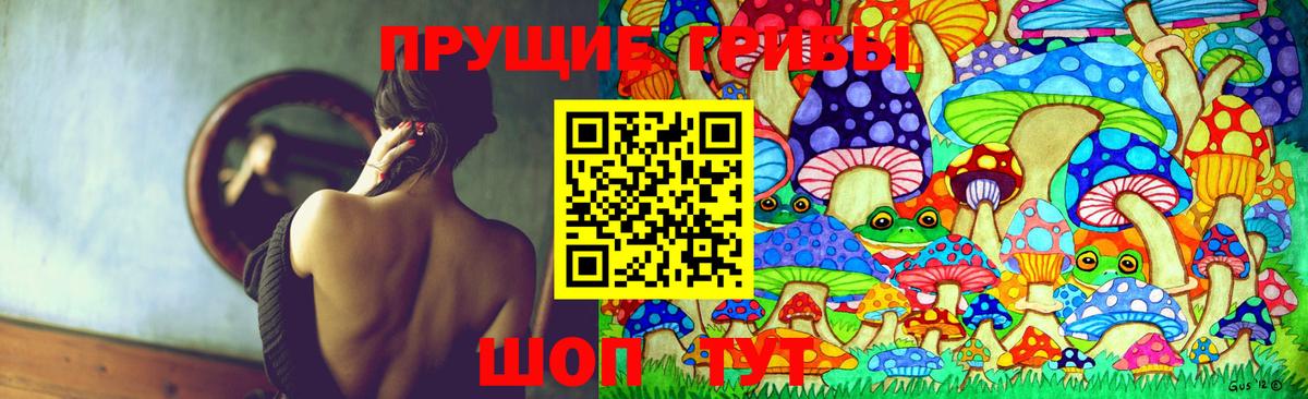 Галлюциногенные грибы Psilocybe Курчатов